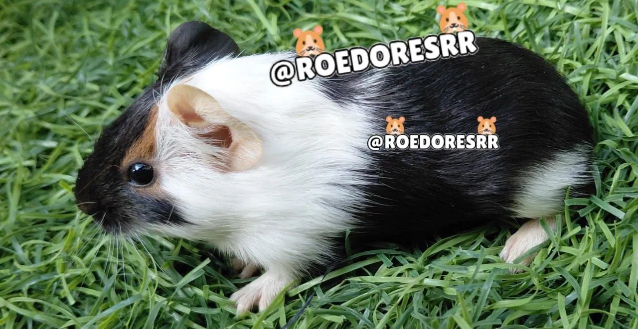 PORQUINHOS DA INDIA  - Foto 2