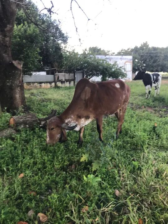 Gado gir e gironda e Jersey, estão e Planaltina go  - Foto 2