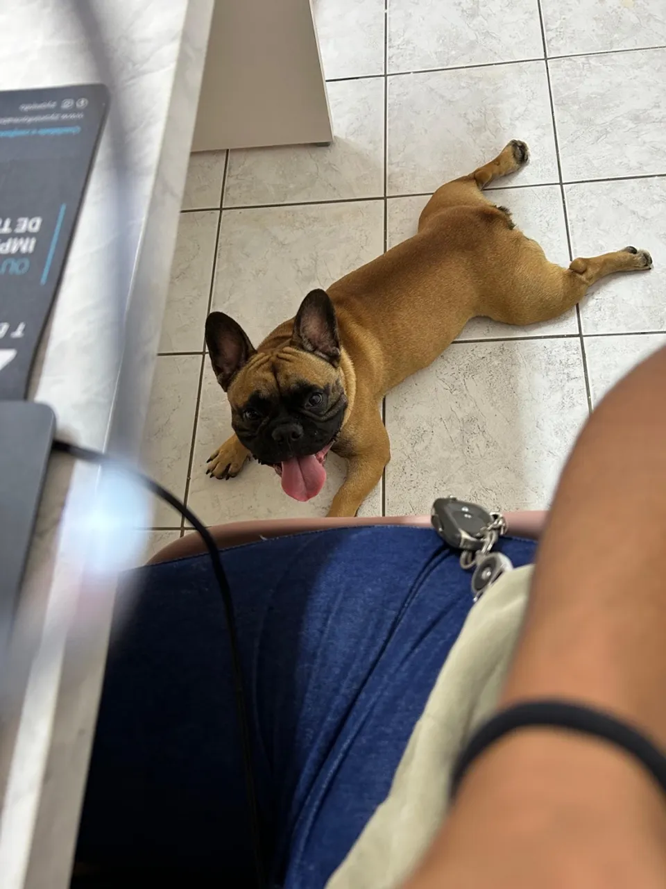 Filhote de Bulldog Francês