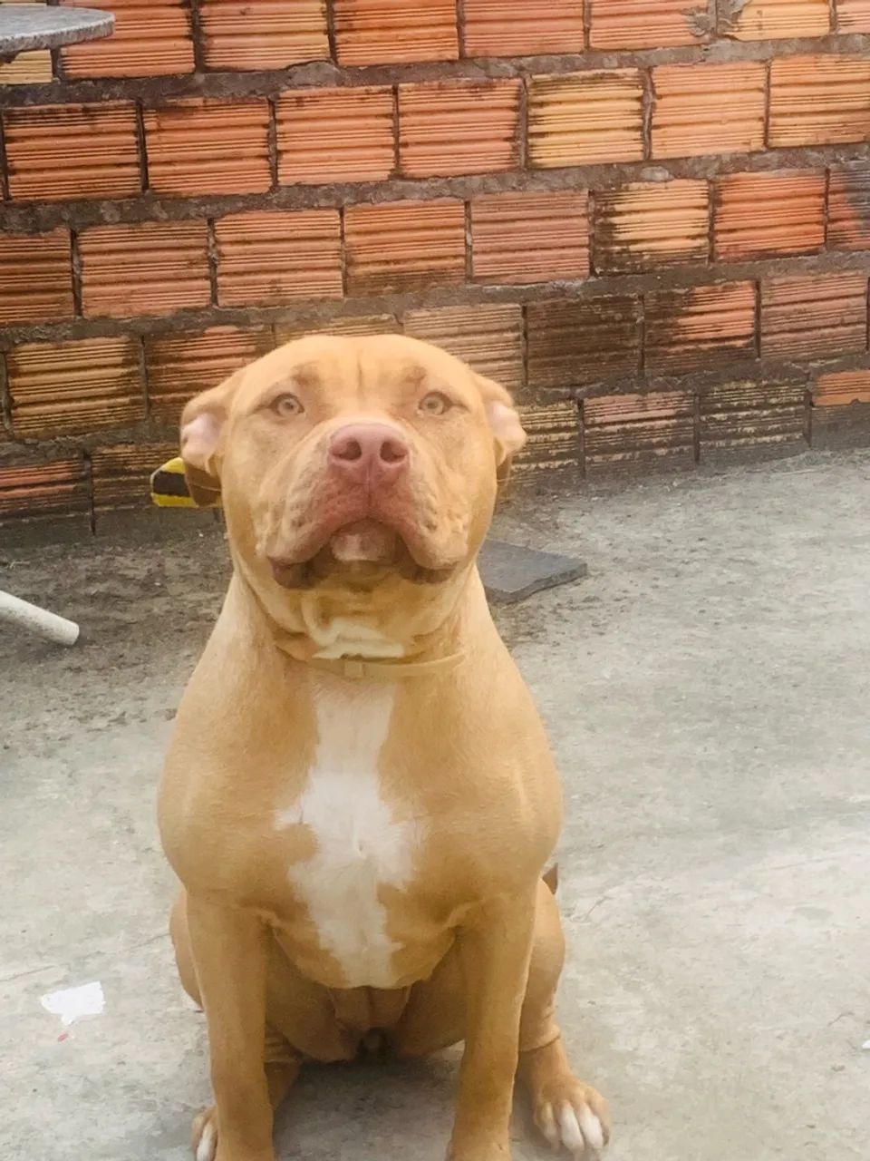Pit Bull Thompson Kennels Boyles Pitbull Kennels Top