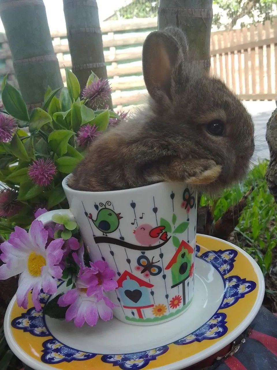 Coelho mini Netherland com 30 dias  - Foto 3