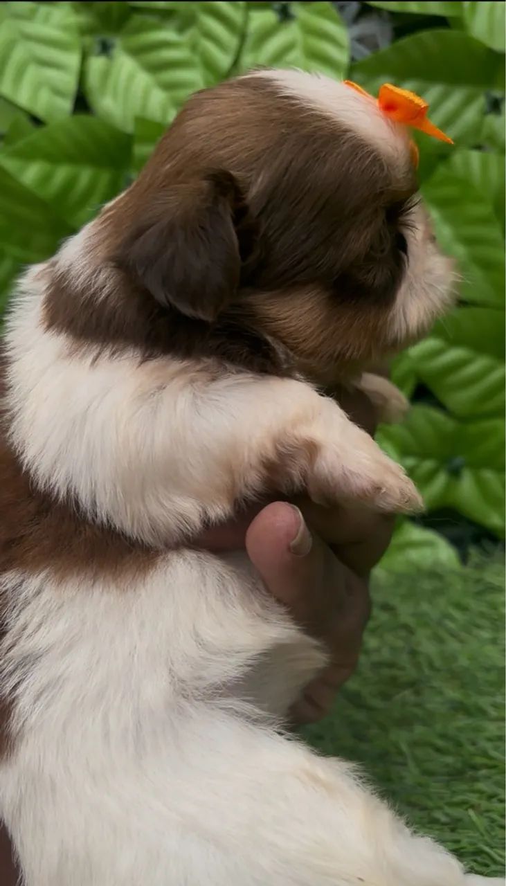 Linda fêmea branca/laranja Shih-tzu - Foto 3