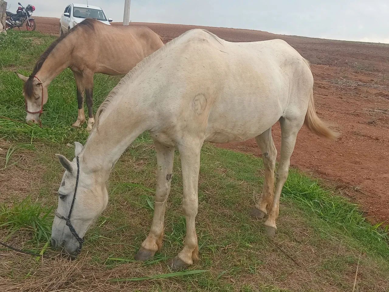 Vendo cavalo de 7 anos Bom pra lida  - Foto 2