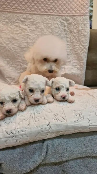 Bichon frisé fêmeas  - Foto 3