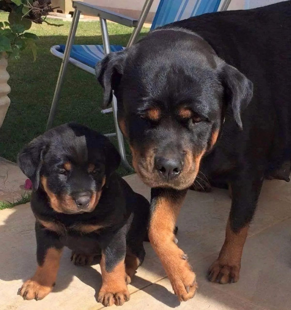 Rottweiler fêmea ou macho  - Foto 2