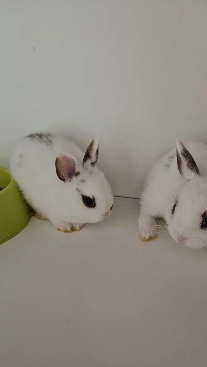 Coelho Anao Netherland  - Foto 6