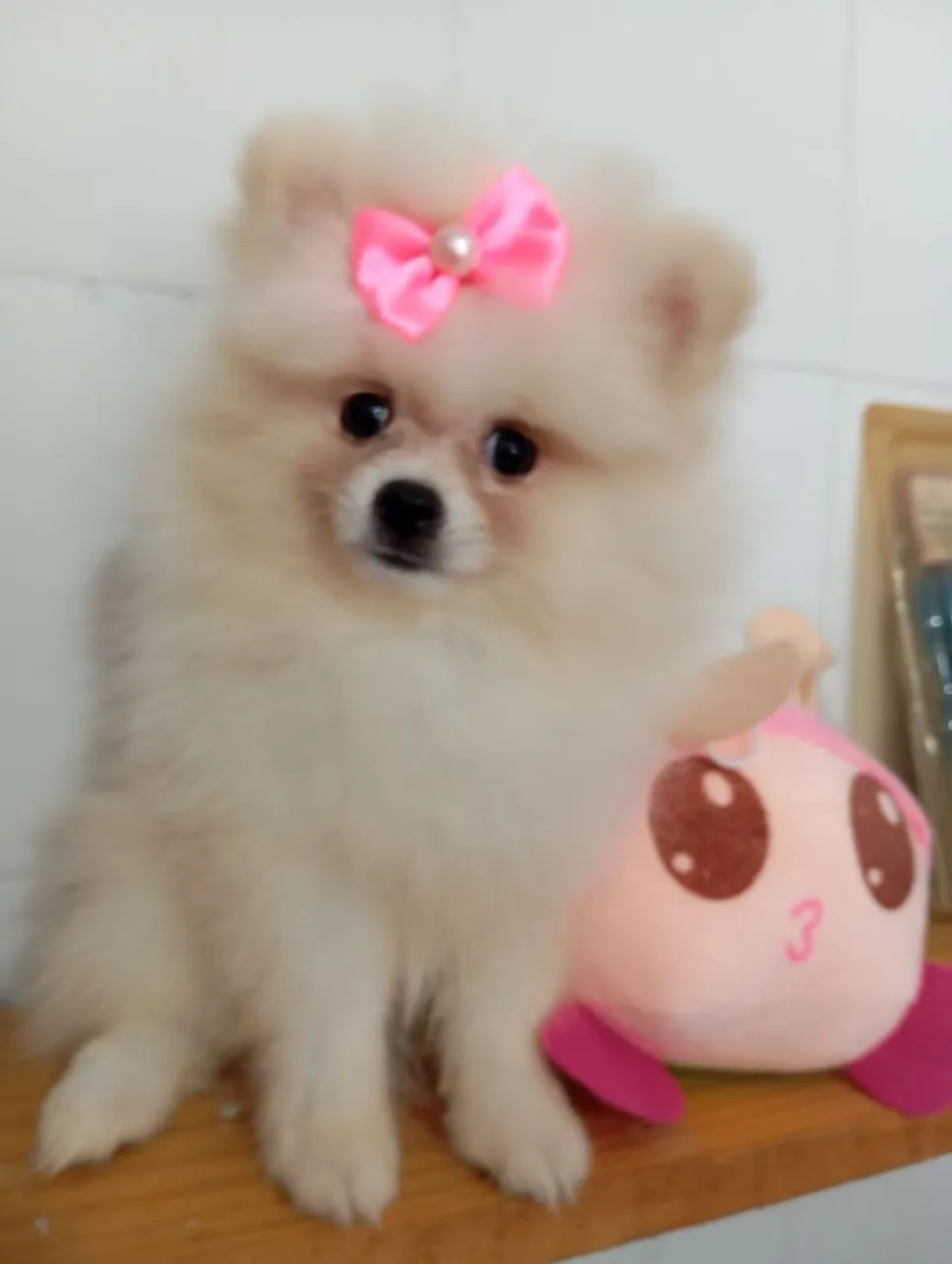 Spitz Alemão Filhote Fêmea