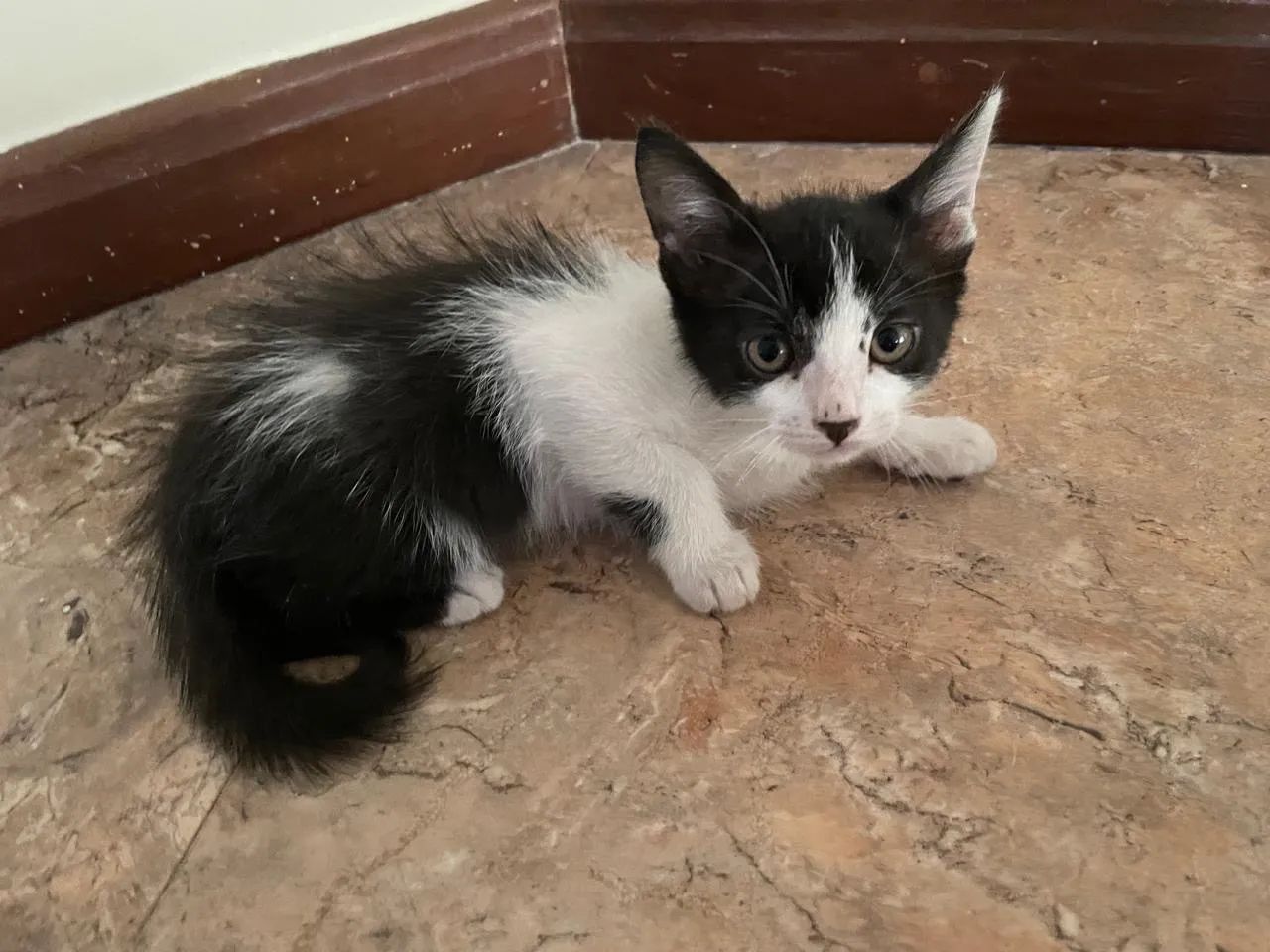 Gatinho fofo para adoção - Foto 2