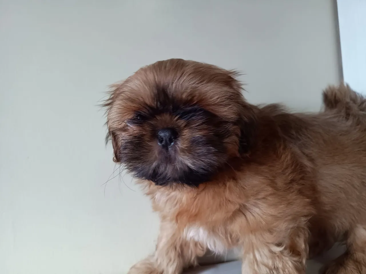 Shih Tzu marrom Macho