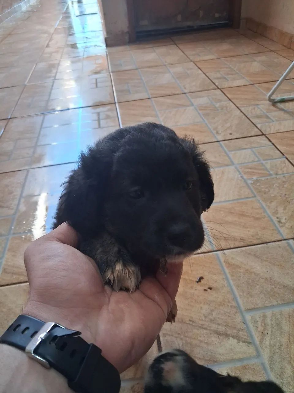 Doação de Cachorros - Foto 5