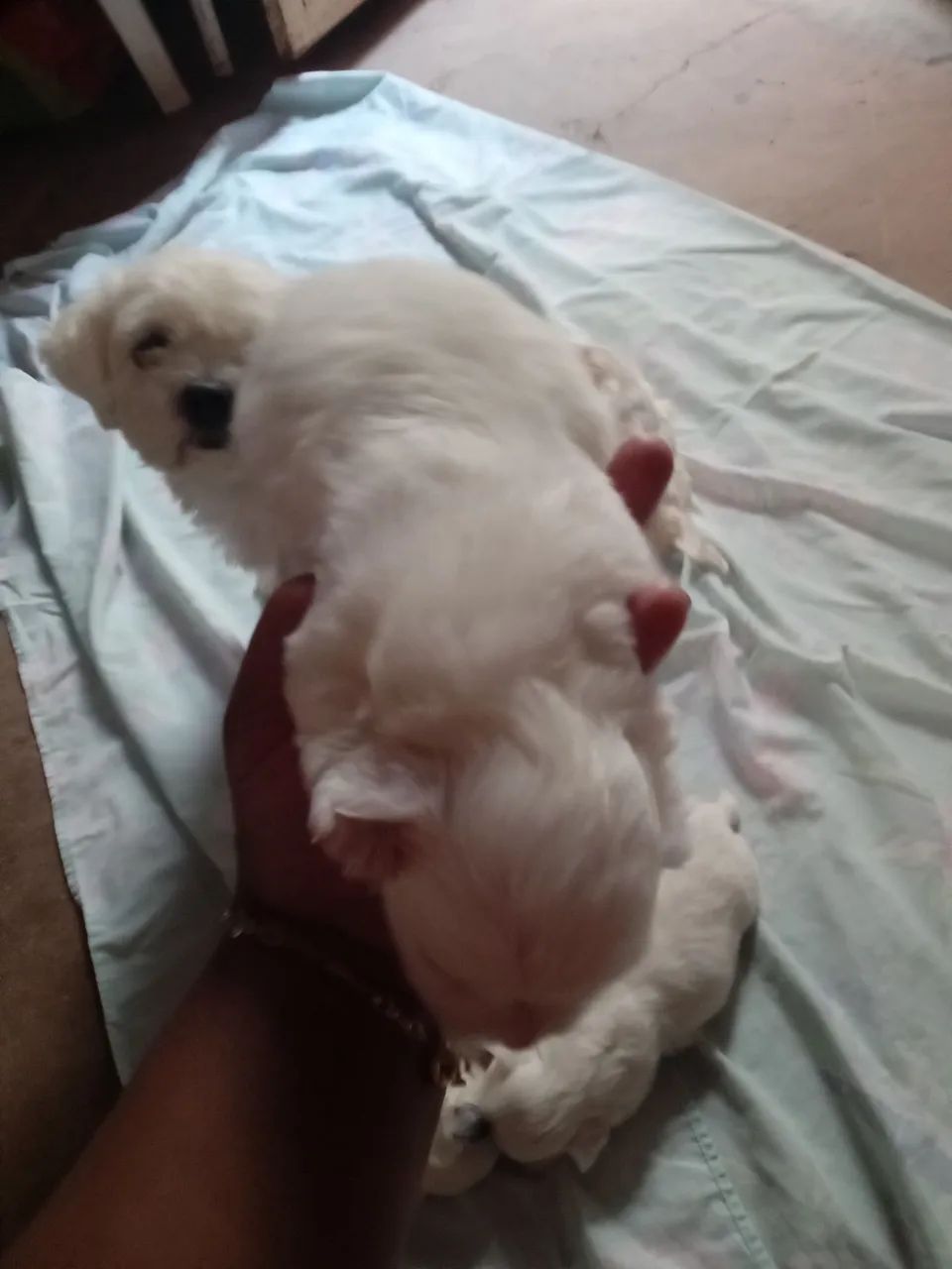 Cachorro shituz 