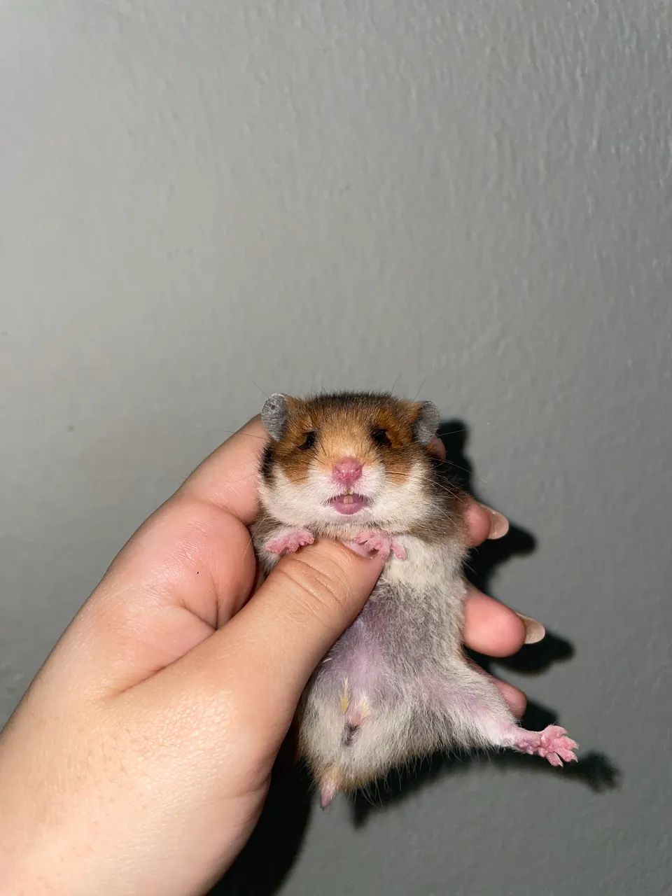 Hamster  - Foto 2