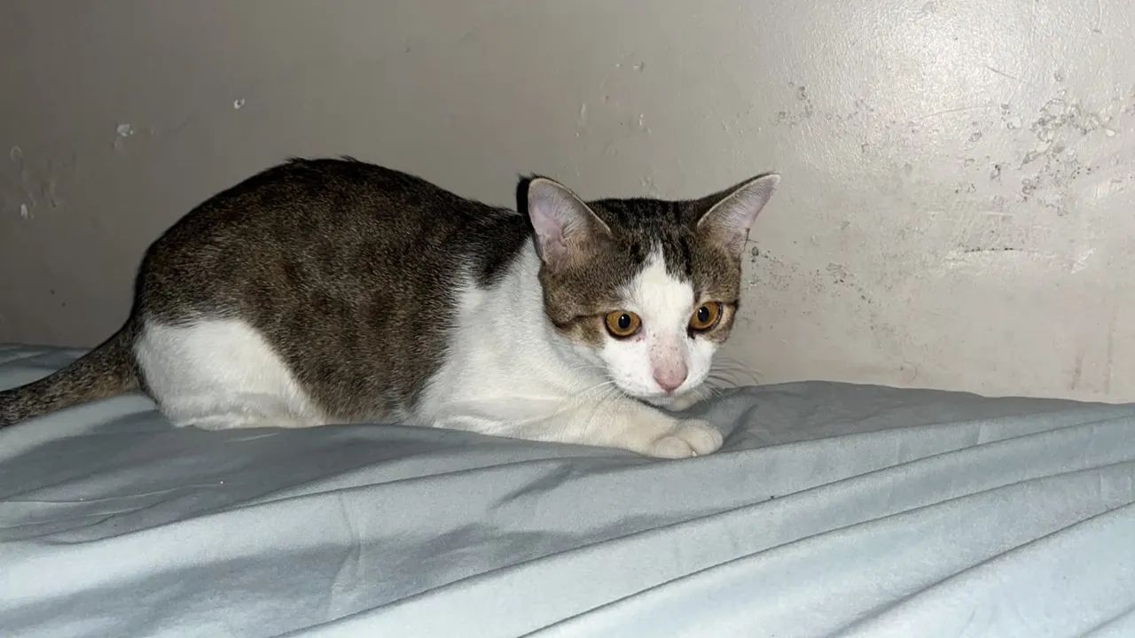 Doação de gato - Foto 4