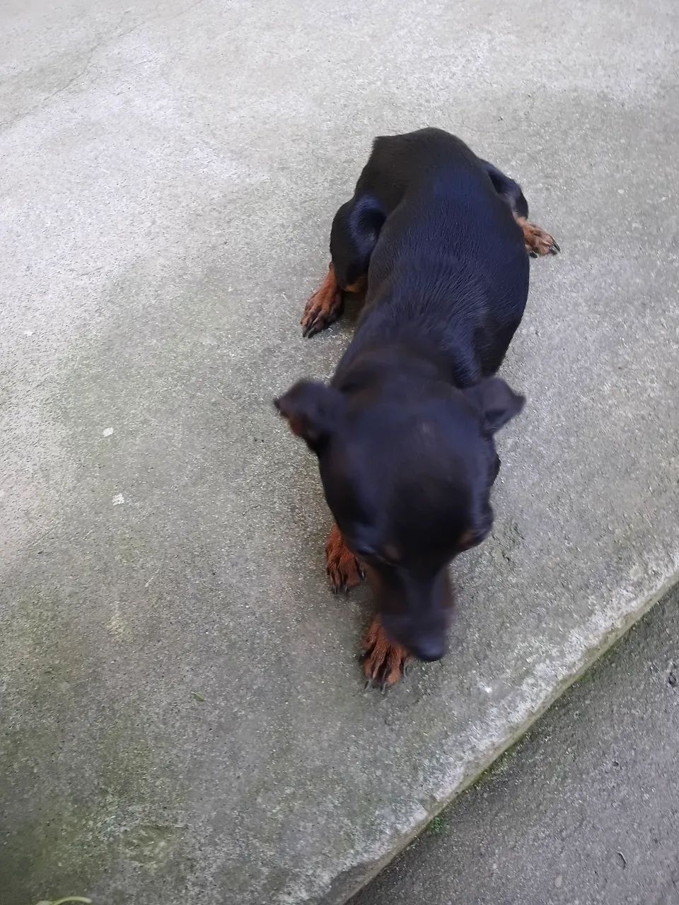 Vendo pinscher 1
