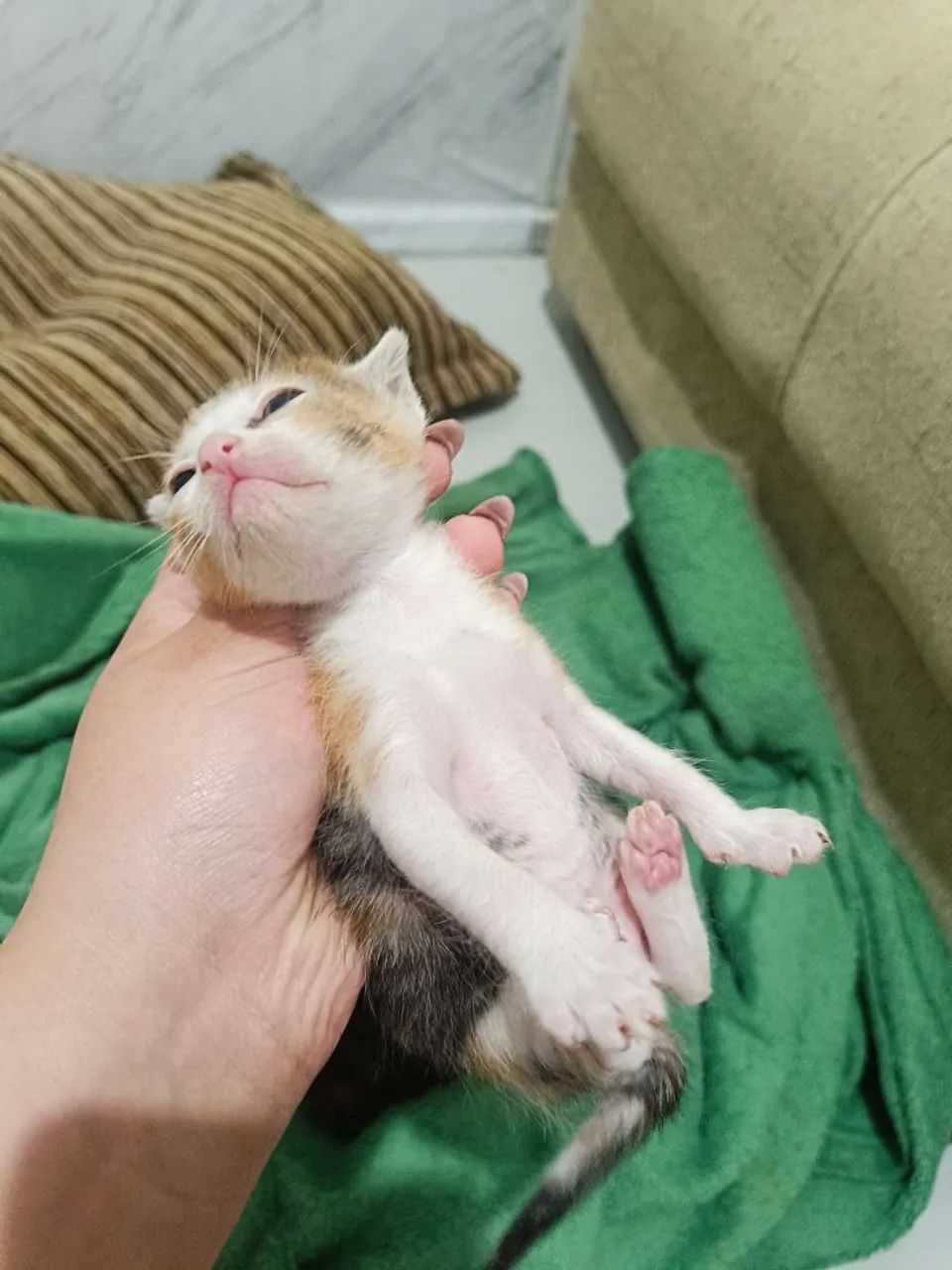 Doação de gatinhos  - Foto 2