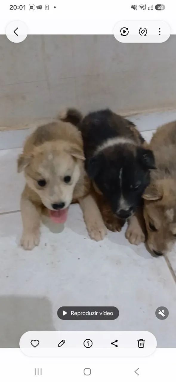 Vendas de cachorros filhotes  - Foto 2