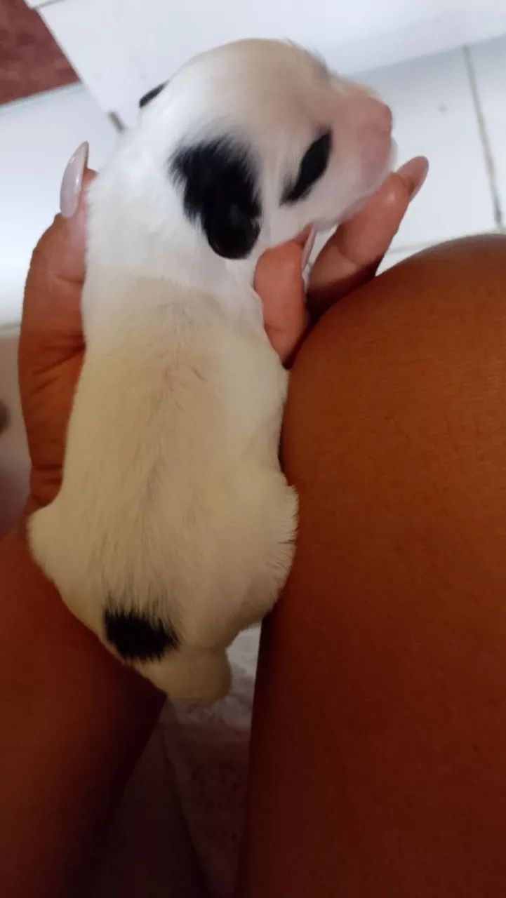 Vendo filhote de Lhasa Apso 