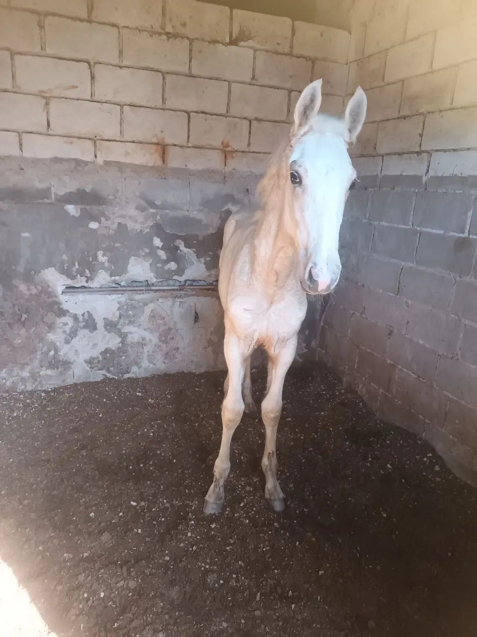 Potro puro sangue lusitano 