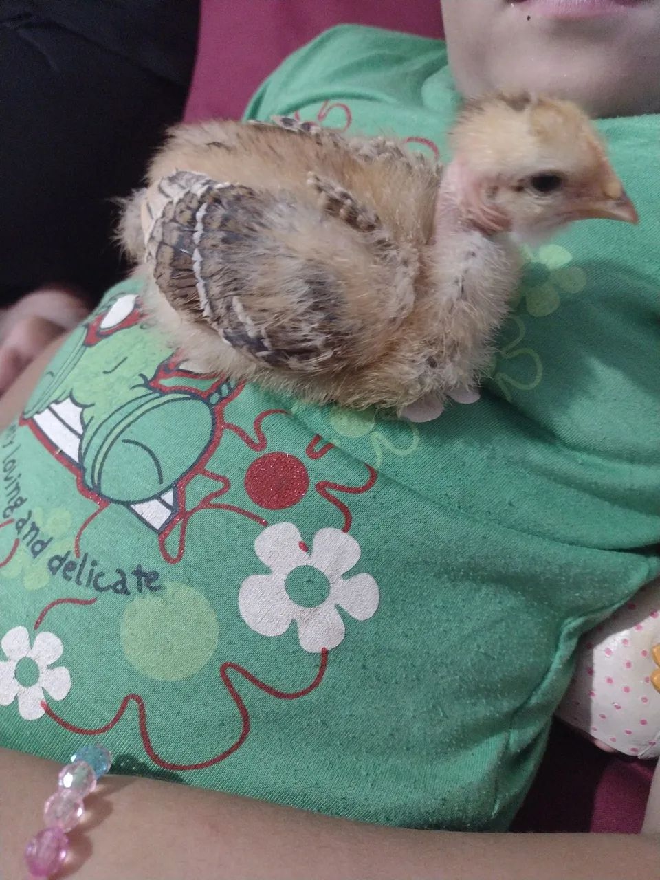 Lote de pintainhos pescoço pelado  - Foto 3