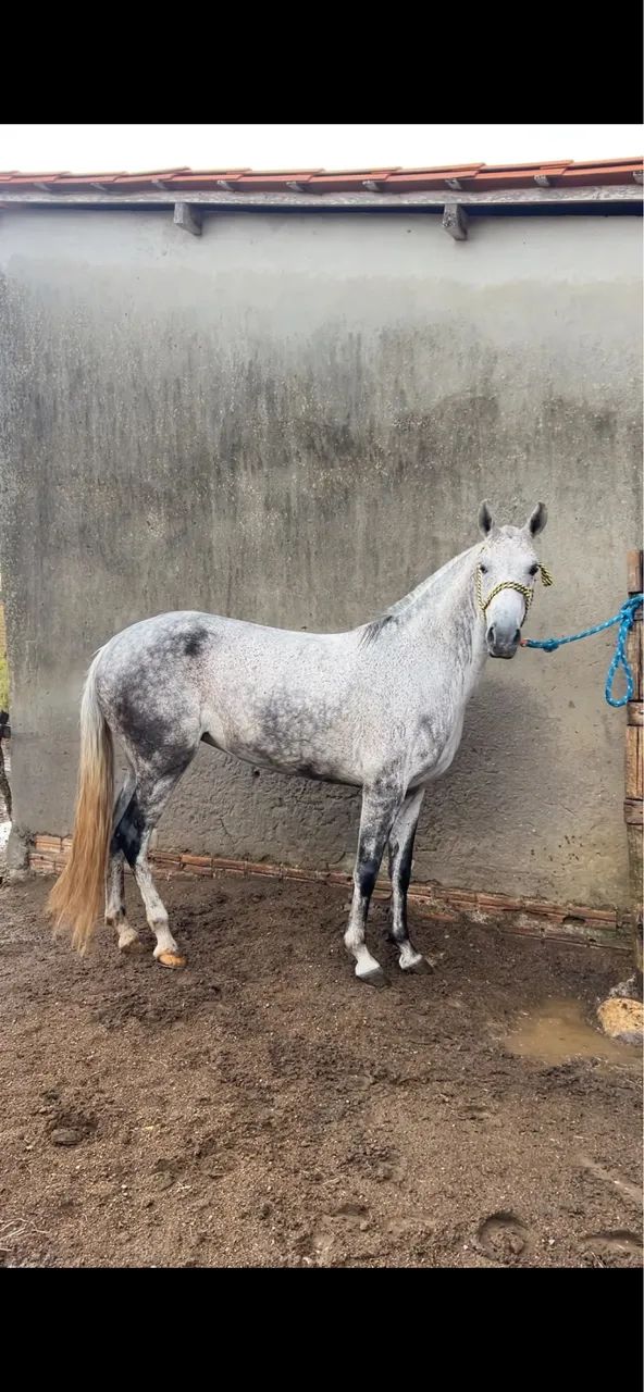 Égua mangalarga registrada  - Foto 2