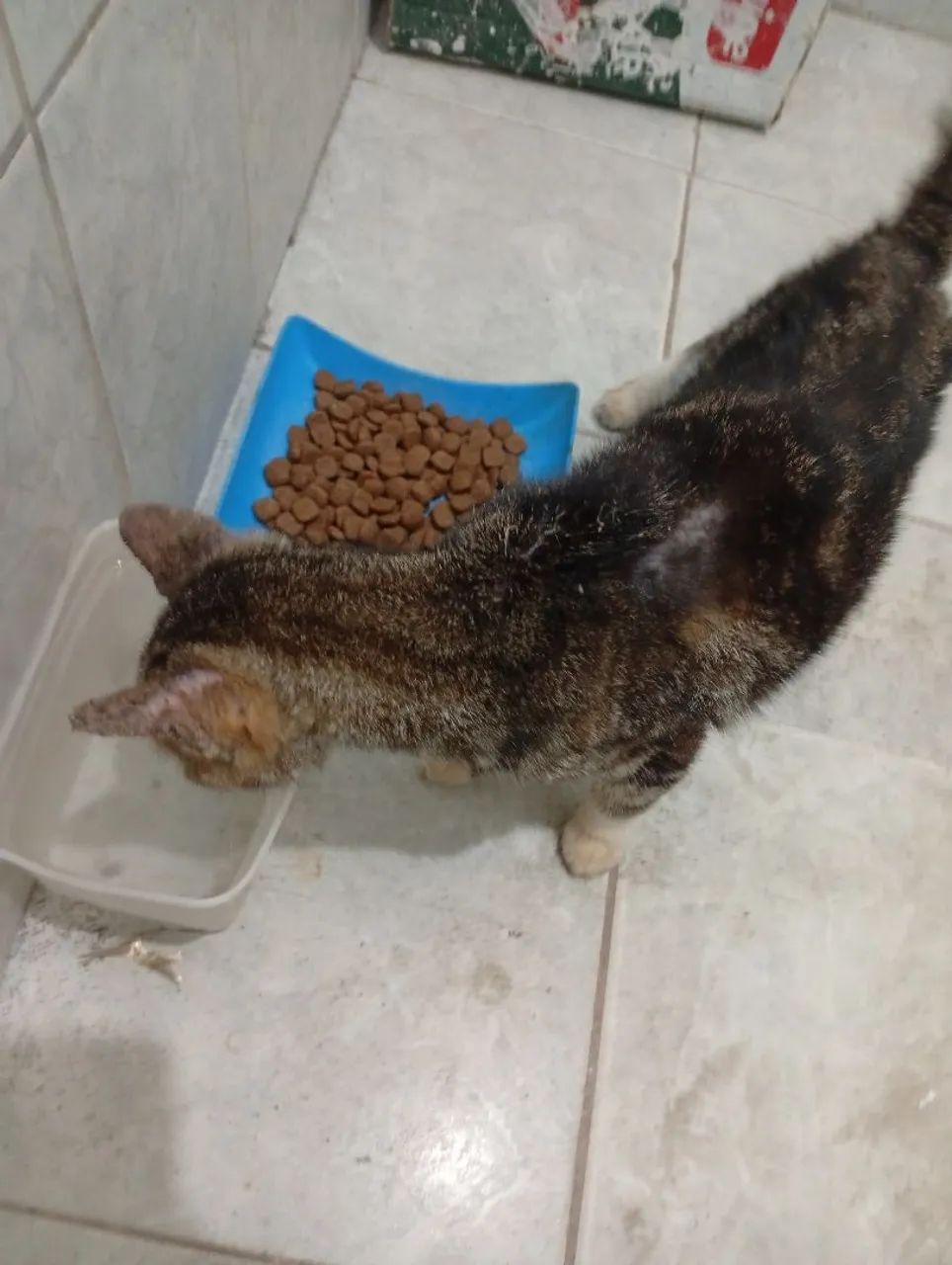 Gata para doação, aparenta ser nova ainda 