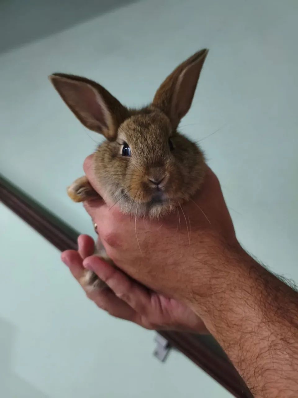 Coelhos a venda  - Foto 5
