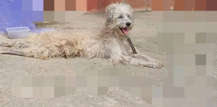 Adoção responsável  - Foto 4