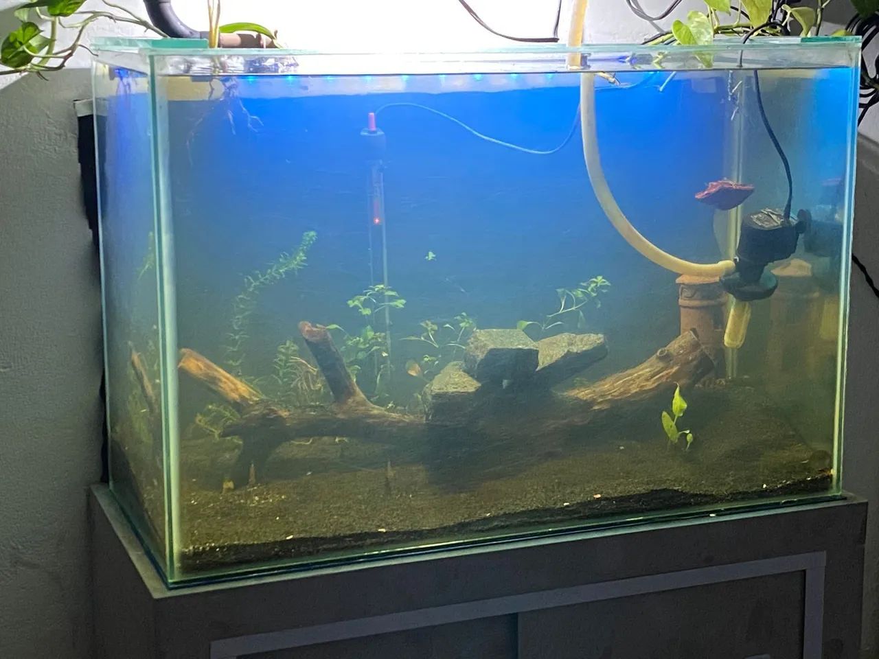 Aquario com Canister - Foto 2