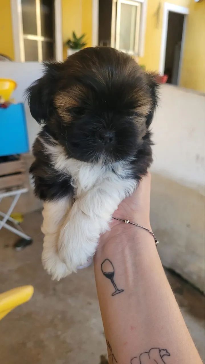 Shih Tzu Macho  - Foto 3