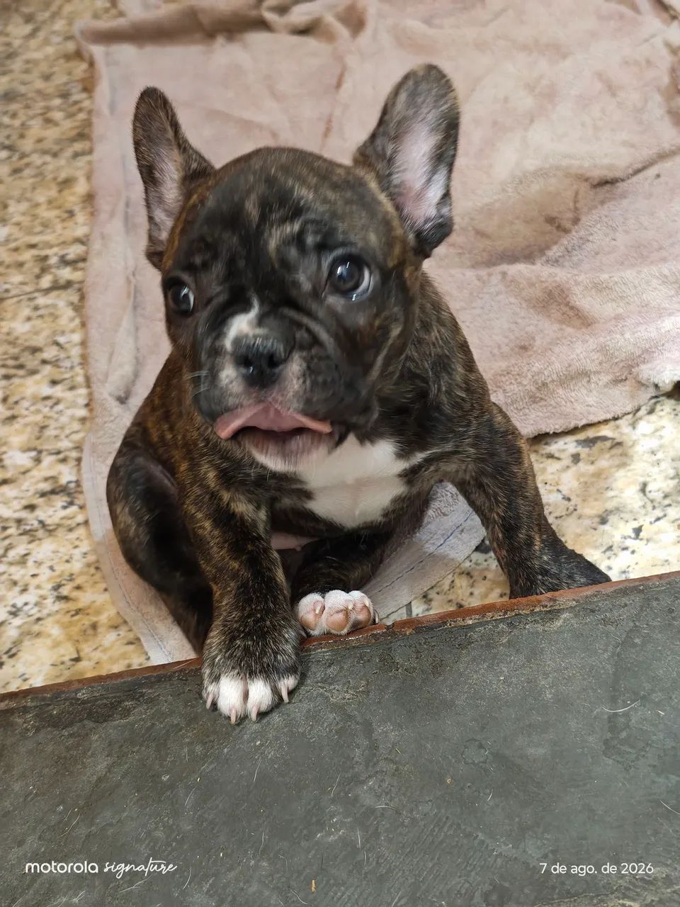 Fêmea de buldogue francês  - Foto 5