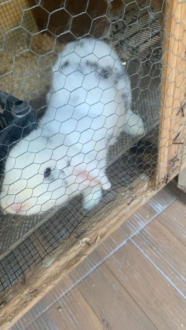Coelho mini lop legítimo  - Foto 4