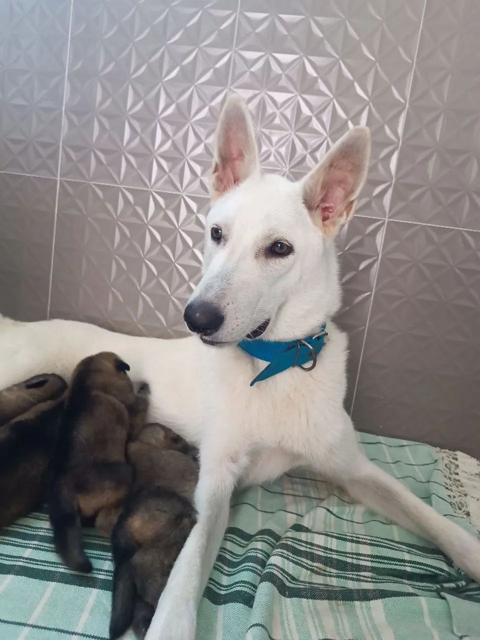 Cachorro Pastor - Foto 4