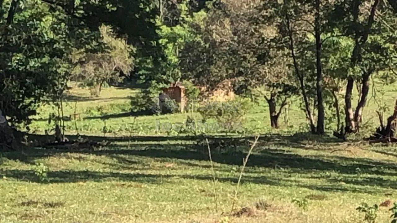Fazenda de 23,25 Alqueires Rica em Água e Pastagem - Foto 2