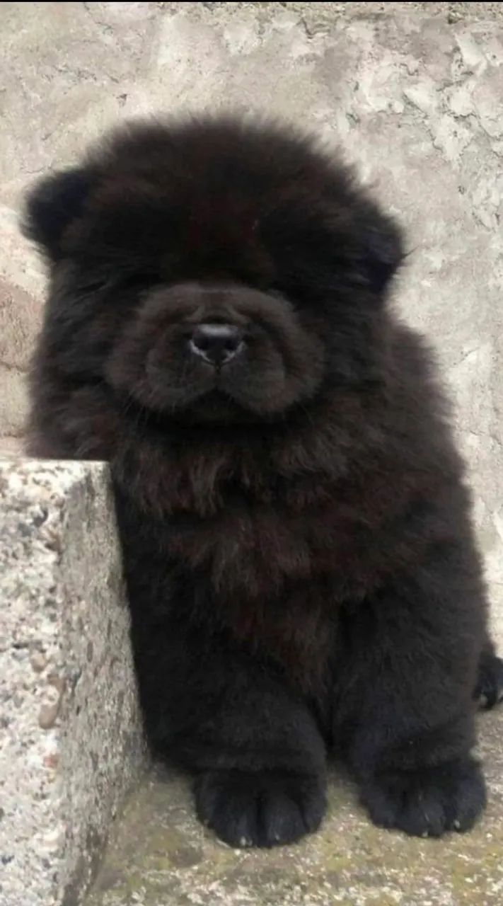 CHOWCHOW ALL BLACK AMERICANO  - Foto 4
