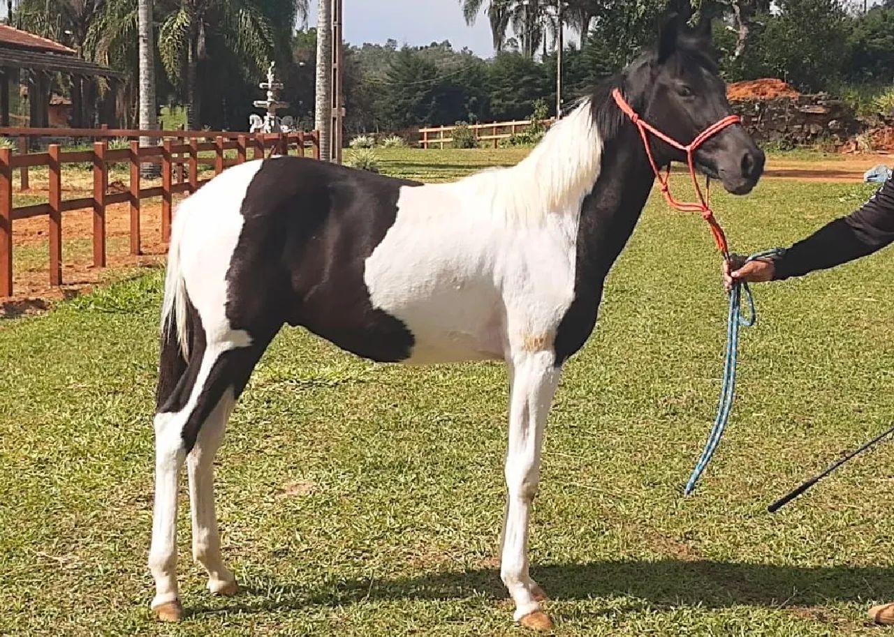 CAVALOS MANGA LARGA