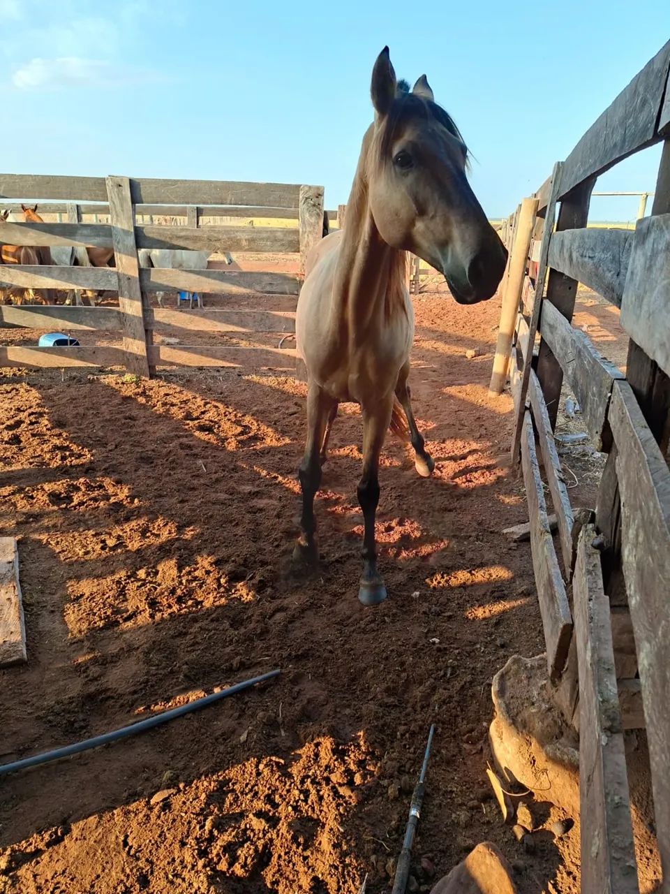 Vendo cavalo manso 