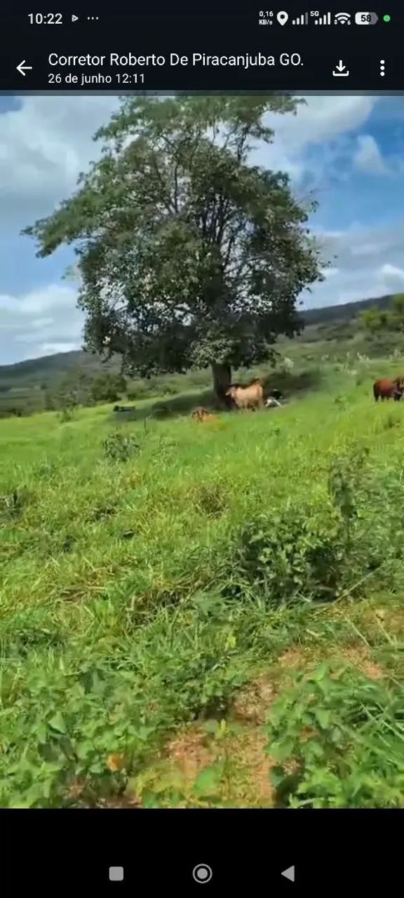 Fazenda arrendamento de pasto 140 alq.em Ipameri Goiás, 25.000 mês.