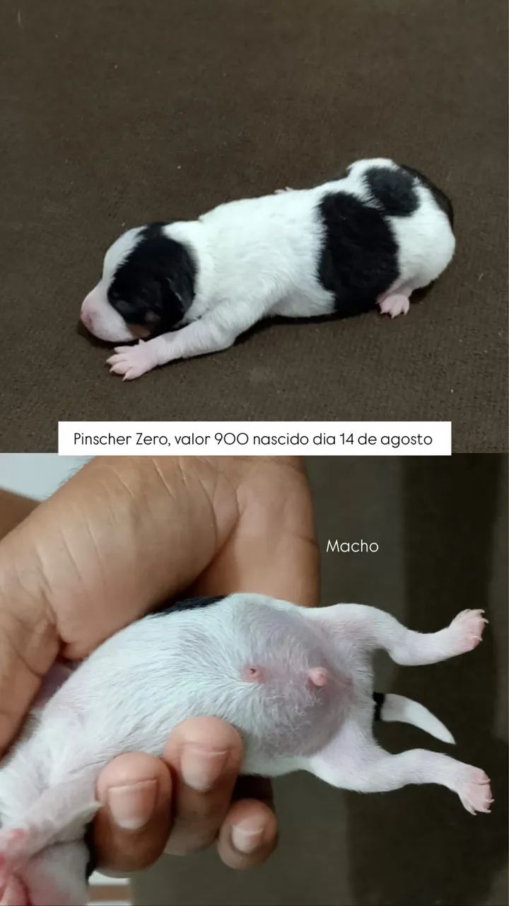Pinscher zero