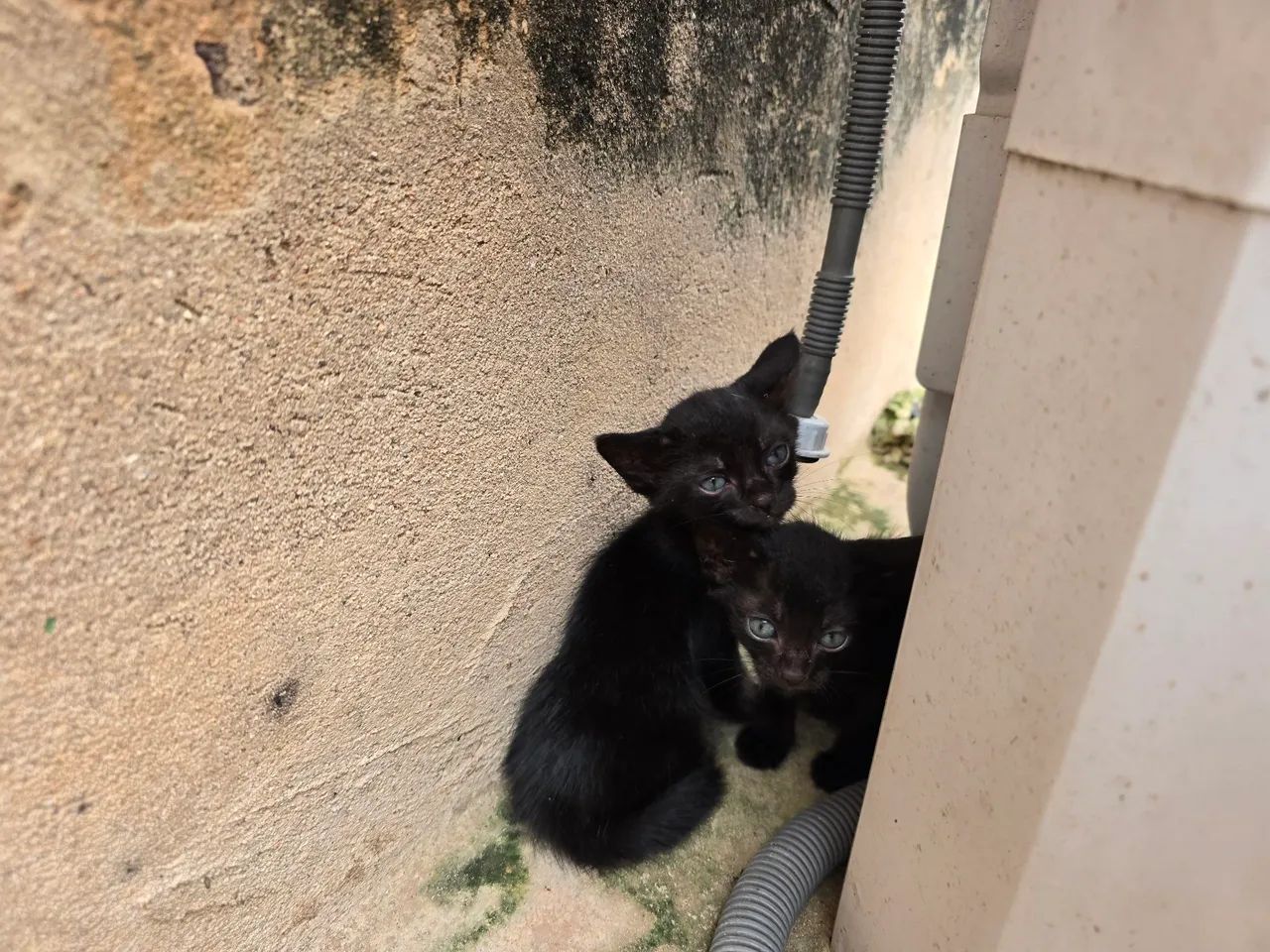 Doação gatinho - Foto 2