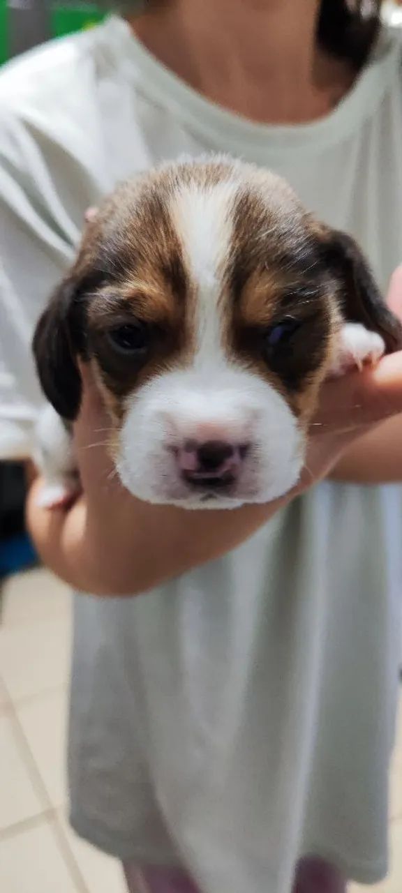 Filhote de Beagle  - Foto 3
