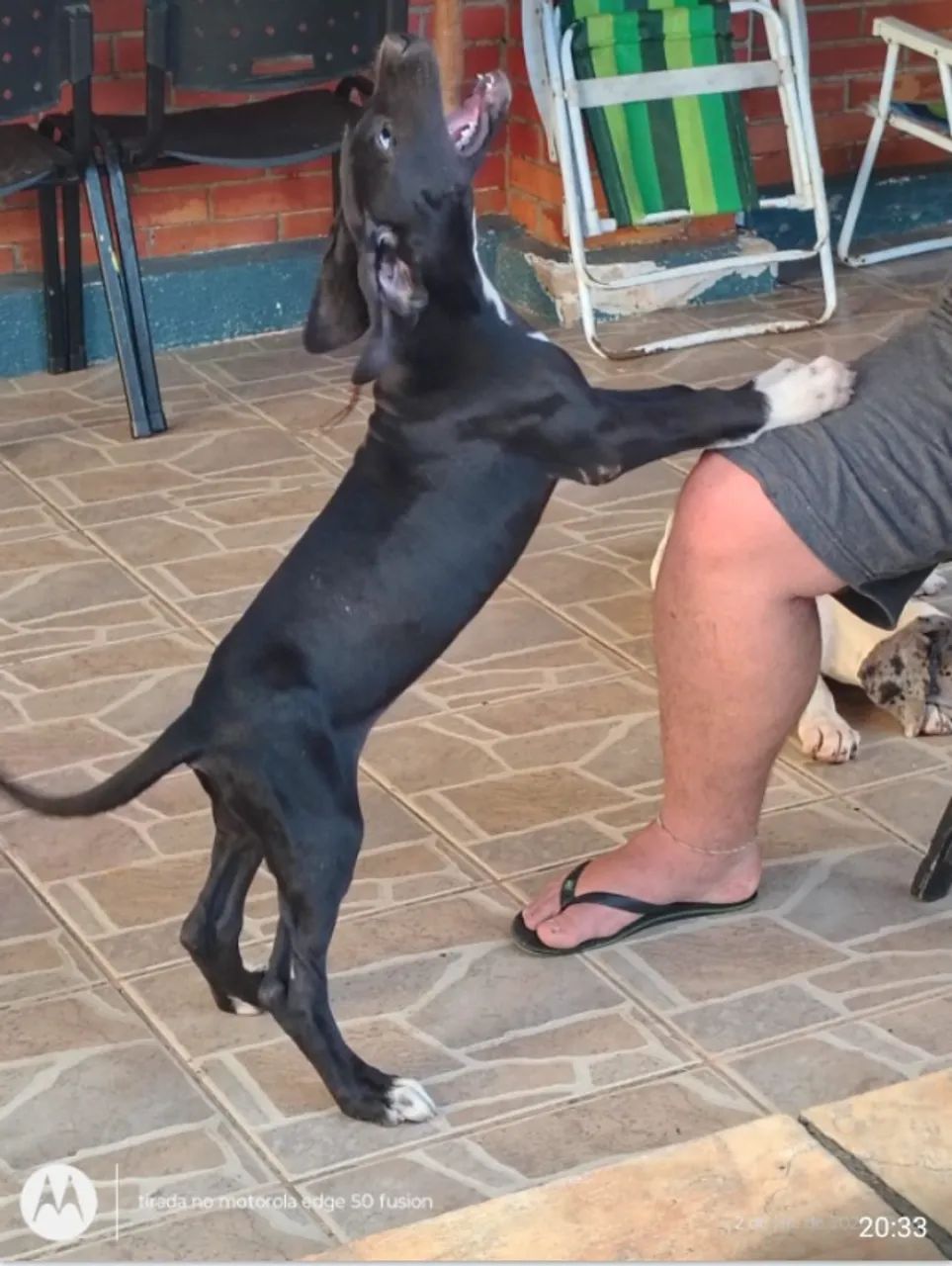 Filhotes de Dog Alemão.