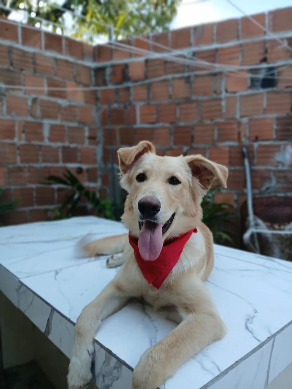 Cachorro para doação pastor alemão misturado com poodale  - Foto 2