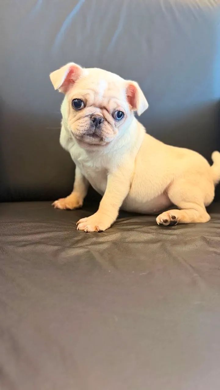 PUG MACHO BRANCO  - Foto 2