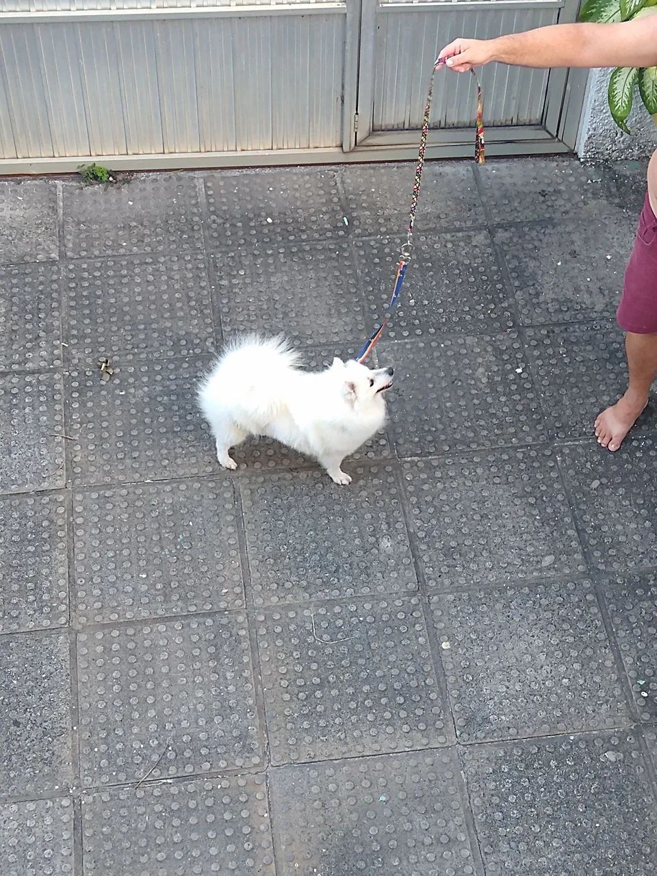 Spitz  macho 600  reais  Disponível  - Foto 2