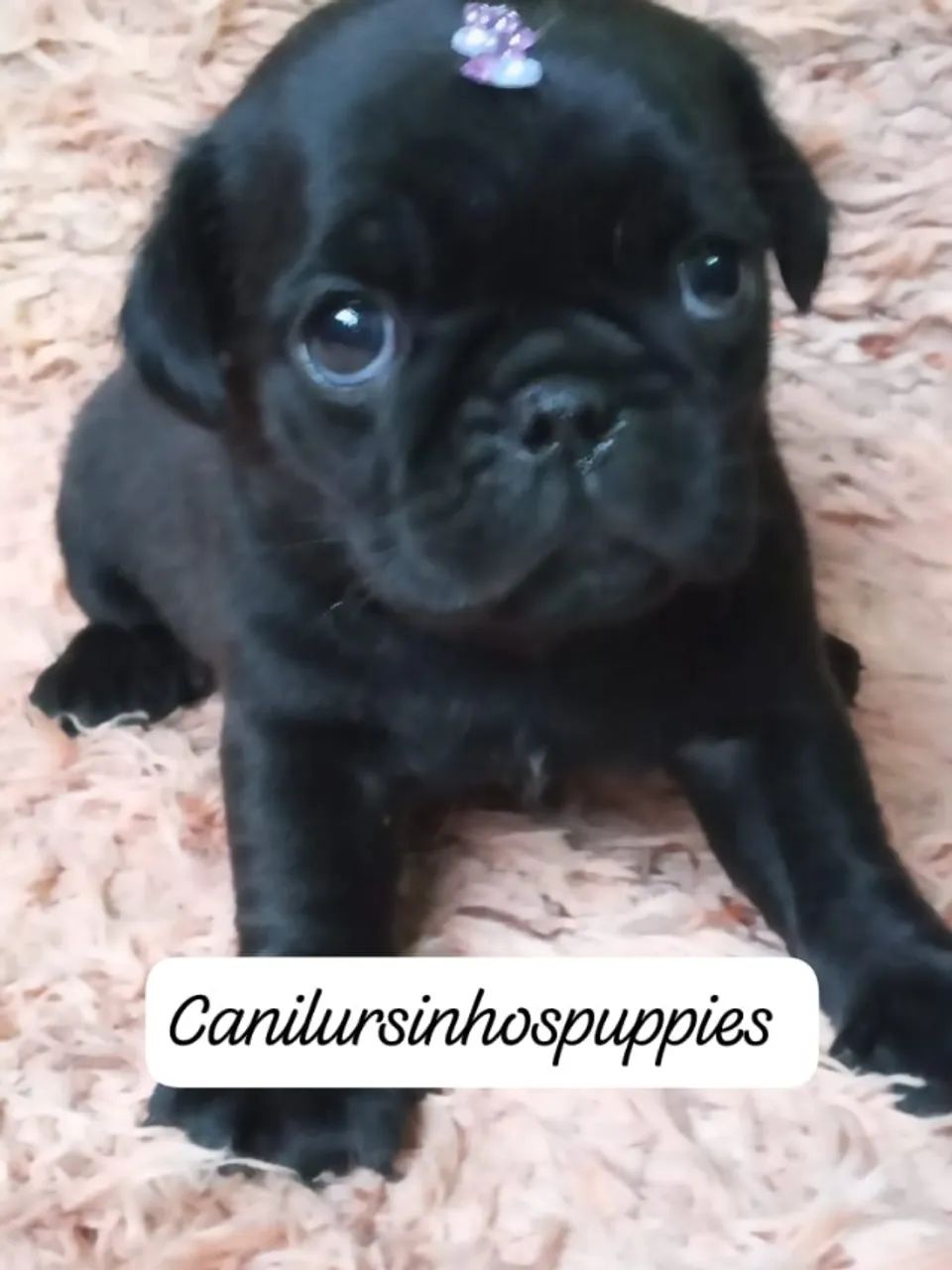 pug disponiveis abrico e black  - Foto 2