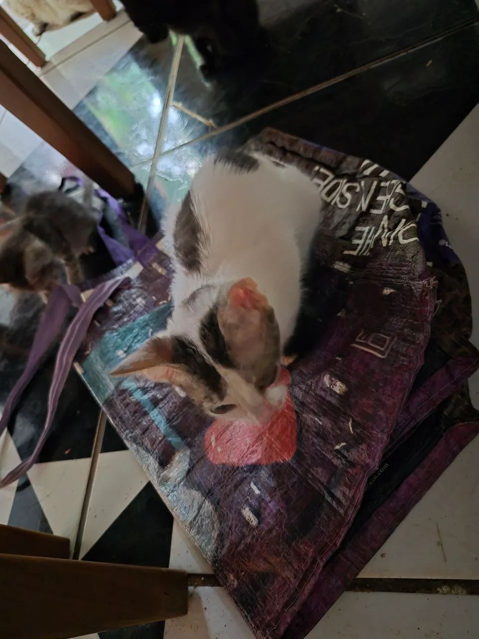 Gatinhas para adoçao - Foto 2
