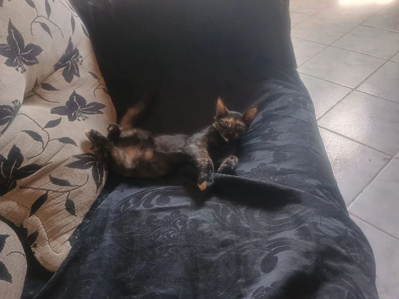 Adoção responsável gata - Foto 5