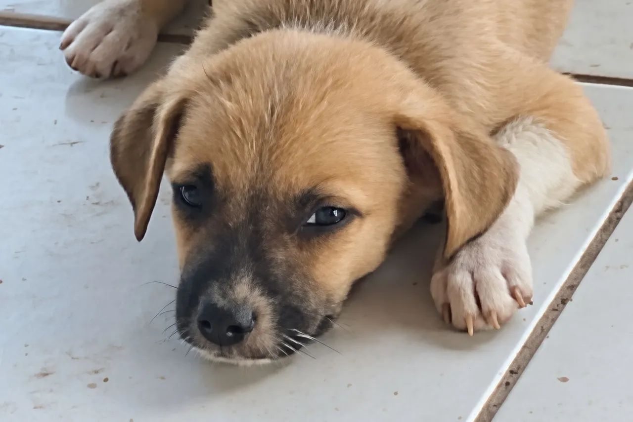 Cachorrinhos para adoção responsável  - Foto 3
