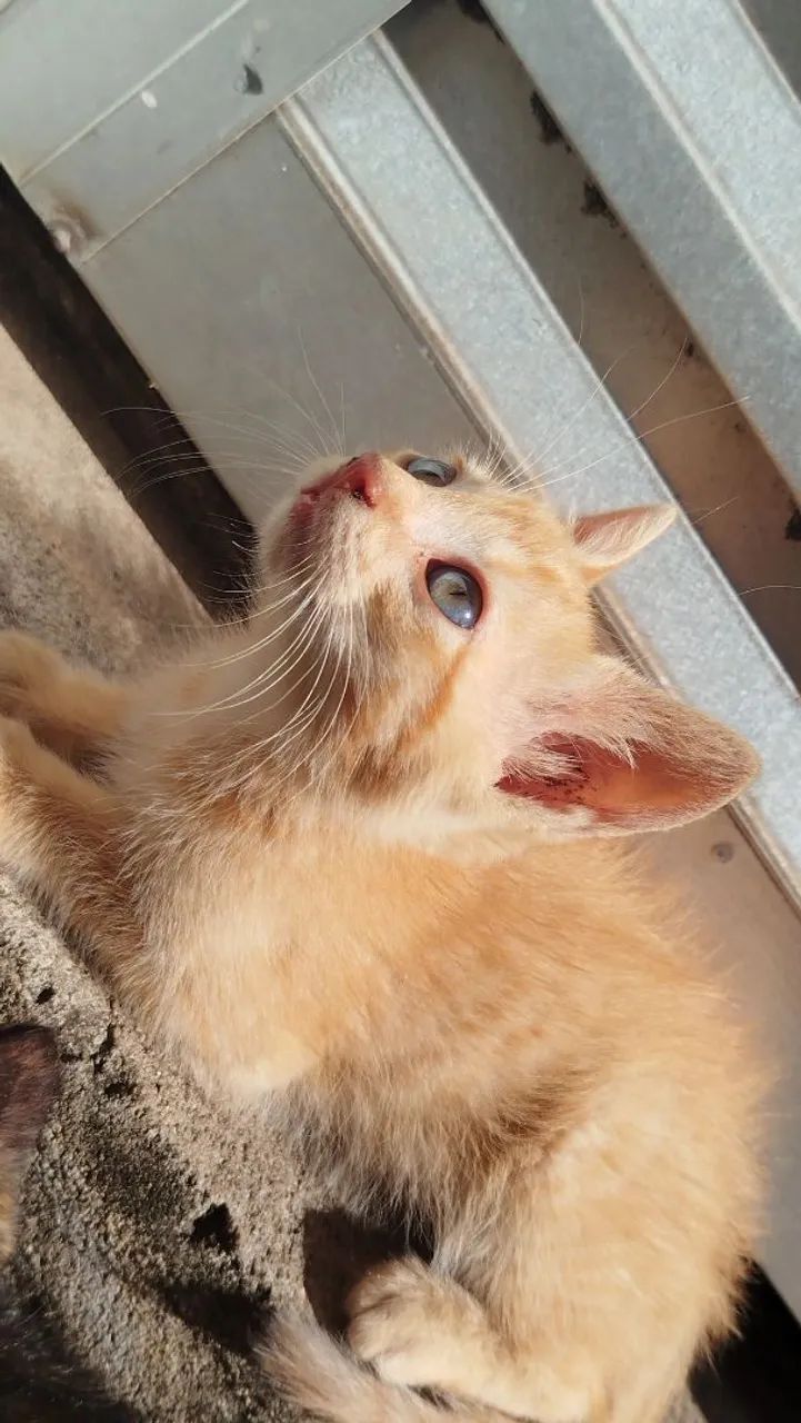 FILHOTES PRA ADOÇÃO  - Foto 2
