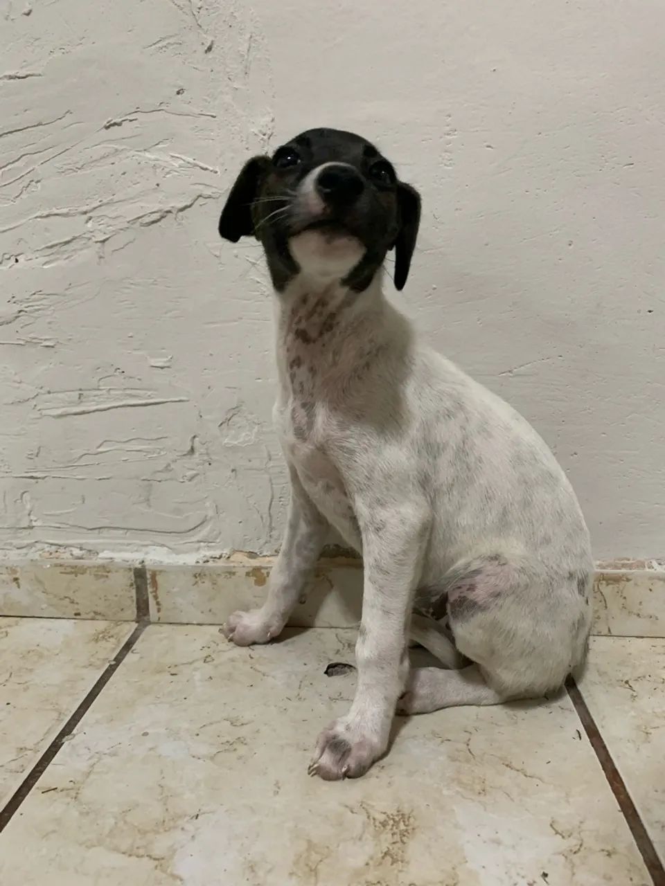 Adoção responsável  - Foto 4